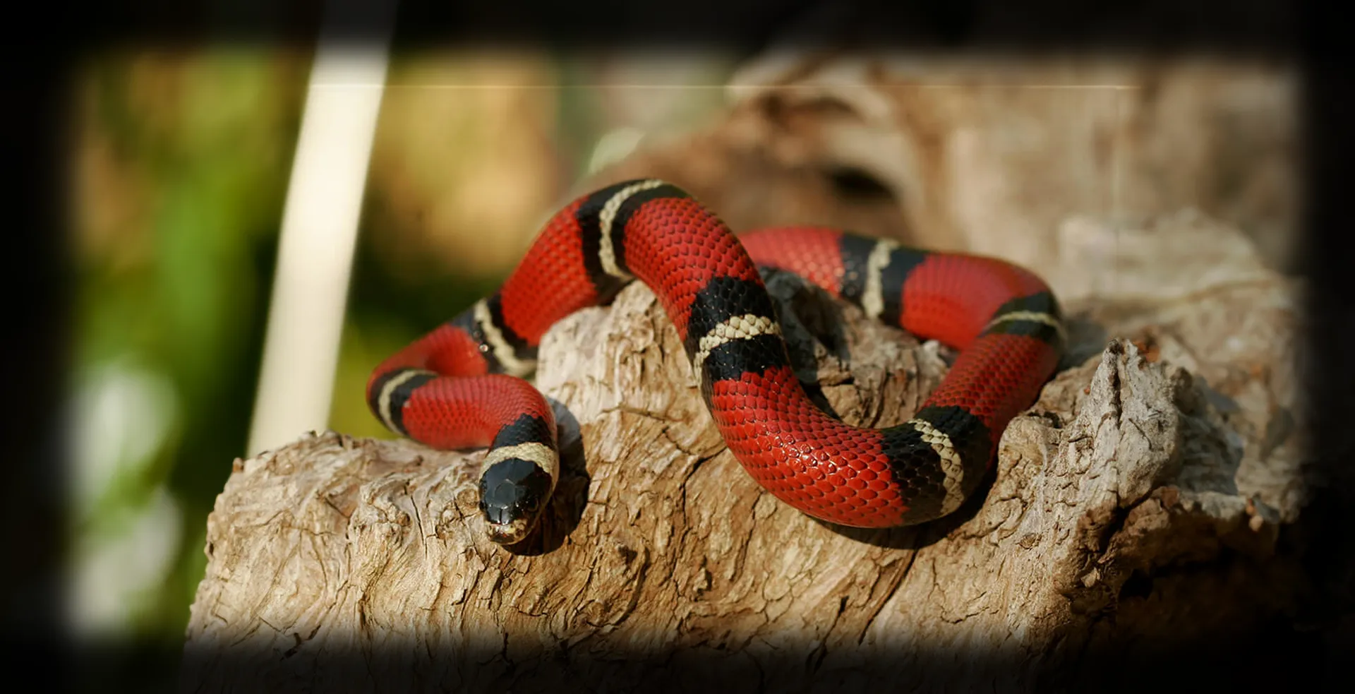 Imagem de fundo de King Snake - Poytara